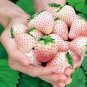 50 seeds Rare Purple Strawberry Seeds