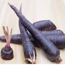 100 seeds Purple Dragon Carrot Seeds