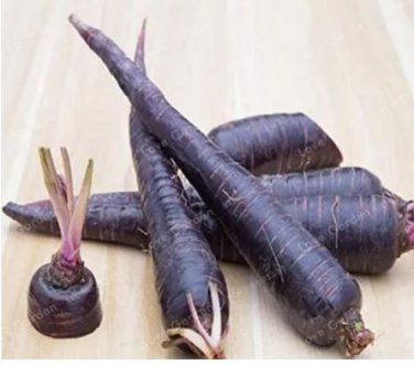 100 seeds Purple Dragon Carrot Seeds