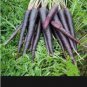 100 seeds Purple Dragon Carrot Seeds