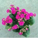 100 seeds Kalanchoe Longevity Flower Seeds - Rose Red Flowers