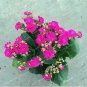 100 seeds Kalanchoe Longevity Flower Seeds - Rose Red Flowers