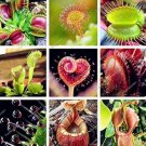 200 seeds Multifarious Nepenthes Carnivorous Plant Seed Mixed 9 Types