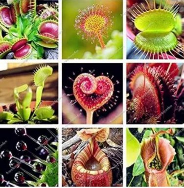 200 seeds Multifarious Nepenthes Carnivorous Plant Seed Mixed 9 Types