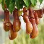 200 seeds Multifarious Nepenthes Carnivorous Plant Seed Mixed 9 Types