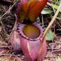 200 seeds Multifarious Nepenthes Carnivorous Plant Seed Mixed 9 Types