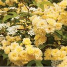 100 seeds Heirloom 'Lady Banks' Yellow Climbing Rose Flower Seeds