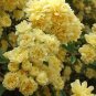 100 seeds Heirloom 'Lady Banks' Yellow Climbing Rose Flower Seeds