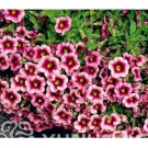 100 seeds Mini Calibrchoa Million Bells Petunia Seeds - Pink Dark Rose Red Bi-color Flowers