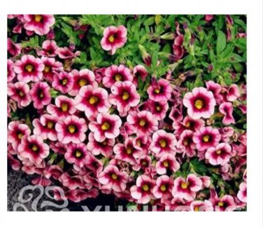 100 seeds Mini Calibrchoa Million Bells Petunia Seeds - Pink Dark Rose Red Bi-color Flowers