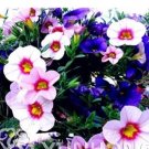 100 seeds Mini Calibrchoa Million Bells Petunia Seeds