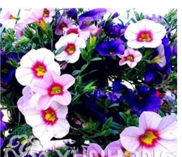 100 seeds Mini Calibrchoa Million Bells Petunia Seeds