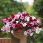 100 seeds Mini Calibrchoa Million Bells Petunia Seeds