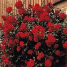 100 seeds Rose 'Paul's Scarlet' (Climbing) Hardy Shrub Bonsai