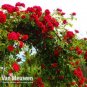 100 seeds Rose 'Paul's Scarlet' (Climbing) Hardy Shrub Bonsai