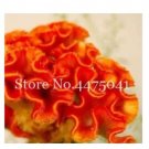 300 seeds Cockscomb Flowers Seeds Dark Orange Color