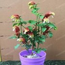 100 seeds Justicia Brandegeana Bonsai DIY Home Garden Potted Or Yard Flower Plant
