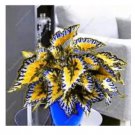 100 seeds Japanese Coleus Seeds