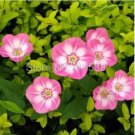 10 seeds Vines Twining Vines Morning Glory bonsais Mix Garden Planting Daffodil