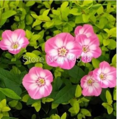 10 seeds Vines Twining Vines Morning Glory bonsais Mix Garden Planting Daffodil