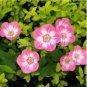 10 seeds Vines Twining Vines Morning Glory bonsais Mix Garden Planting Daffodil