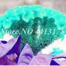 100 seeds Dwarf Plumed Cockscomb Seeds Balcony Garden Annial Flowers