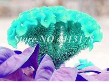 100 seeds Dwarf Plumed Cockscomb Seeds Balcony Garden Annial Flowers