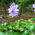 100 seeds Fresh Real shuihulu semillas Eichhornia crassipes Aquatic Plants sementes