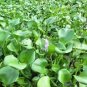 100 seeds Fresh Real shuihulu semillas Eichhornia crassipes Aquatic Plants sementes
