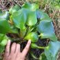 100 seeds Fresh Real shuihulu semillas Eichhornia crassipes Aquatic Plants sementes