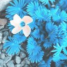 100 seeds ACID Blue Oxalis Seeds Wood Sorrel Flowers