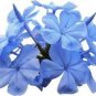 100 seeds ACID Blue Oxalis Seeds Wood Sorrel Flowers
