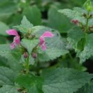 20 seeds Imported Horehound Seeds, Professional Pack