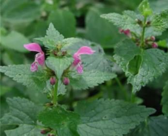 20 seeds Imported Horehound Seeds, Professional Pack