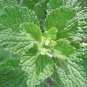 20 seeds Imported Horehound Seeds, Professional Pack