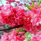 20 seeds Dark Pink Azalea Seeds