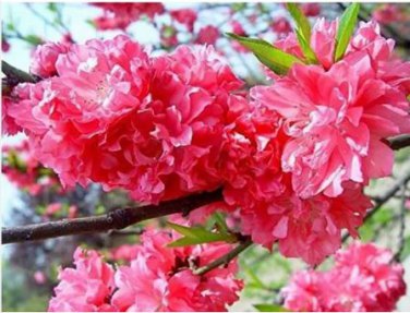 20 seeds Dark Pink Azalea Seeds