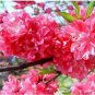 20 seeds Dark Pink Azalea Seeds
