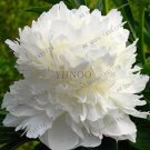 10 seeds Rare Peony Plants Top Brass Peony 21 Colors to Choose Bonsai Flower Garden