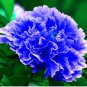 10 seeds Rare Peony Plants Top Brass Peony 21 Colors to Choose Bonsai Flower Garden