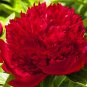 10 seeds Rare Peony Plants Top Brass Peony 21 Colors to Choose Bonsai Flower Garden