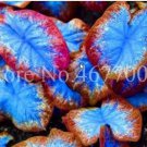 100 seeds Thailand Caladium Seeds Burnt Rose Elephant Ear Flower Blue-Brown-Rose