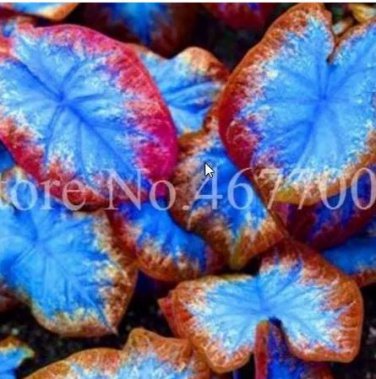 100 seeds Thailand Caladium Seeds Burnt Rose Elephant Ear Flower Blue-Brown-Rose