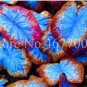 100 seeds Thailand Caladium Seeds Burnt Rose Elephant Ear Flower Blue-Brown-Rose