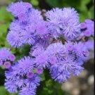 28 seeds Ageratum Mauritius F1 Seeds