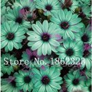 100 seeds Cosmos Flower Seeds Acid Blue Double Flowers with Purple-Black Centre