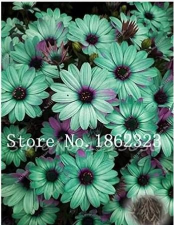100 seeds Cosmos Flower Seeds Acid Blue Double Flowers with Purple-Black Centre