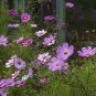 100 seeds Cosmos Flower Seeds Acid Blue Double Flowers with Purple-Black Centre
