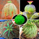 100 seeds Euphorbia obesa Basketball Sea Urchin Bonsai