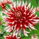 100 seeds Dahlia Flower Seeds Big Blooms Dark Red White Double Petails
